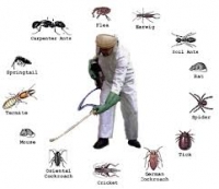 Phun thuốc diệt muỗi và các câu hỏi thường gặp!