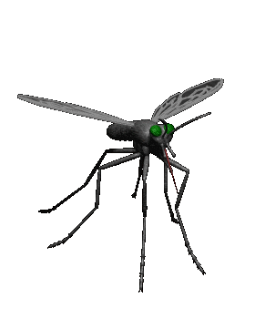 mosquito_moving
