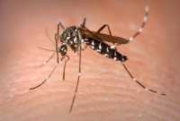 Muỗi vằn và muỗi hổ châu Á truyền bệnh sốt xuất huyết